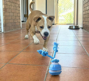Most smart balls give up on carpet