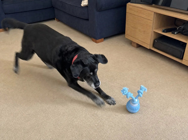 Burns off the zoomies